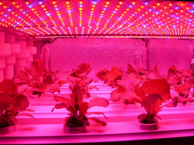 “无土栽培”展馆内现场种菜 LED灯模仿太阳光谱